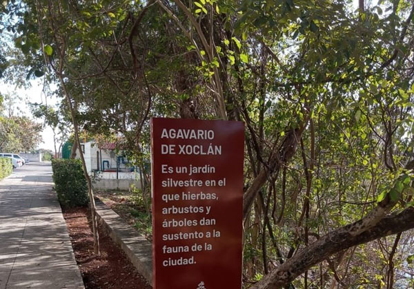 Proyecto demostrativo con vegetación endémica y sistema de riego eficiente en Parque Xoclán